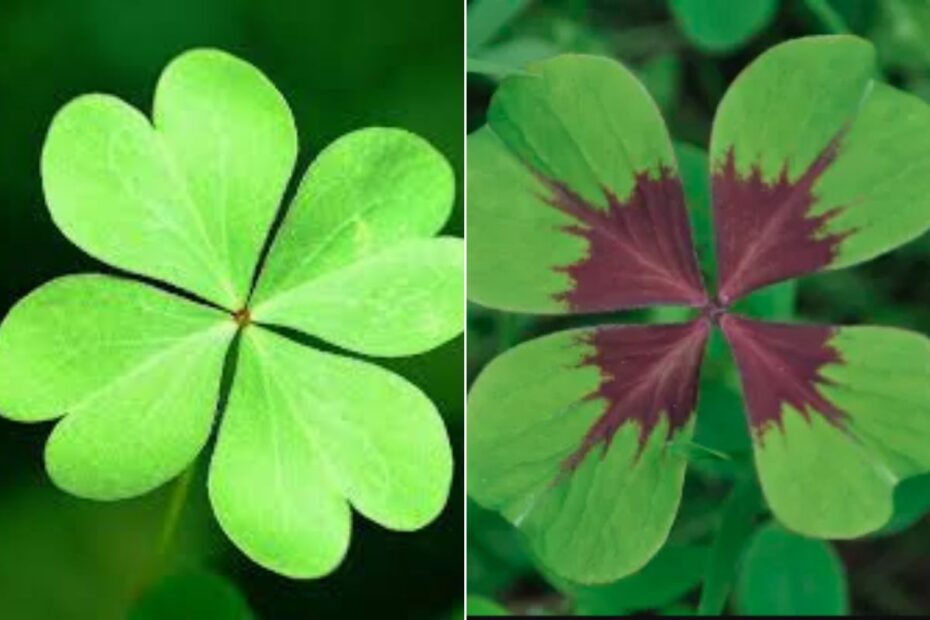 comparação entre o trevo de 4 folhas e o falso trevo
